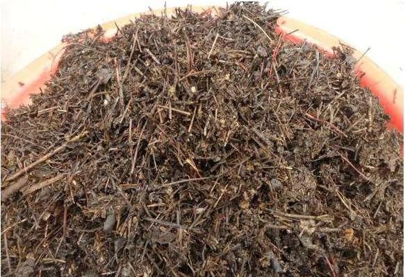 必学 养花十年没换过盆 年年花开满枝 只因为做了这个