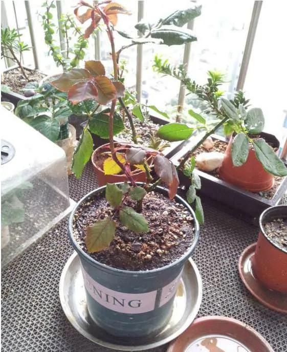 必学 养花十年没换过盆 年年花开满枝 只因为做了这个