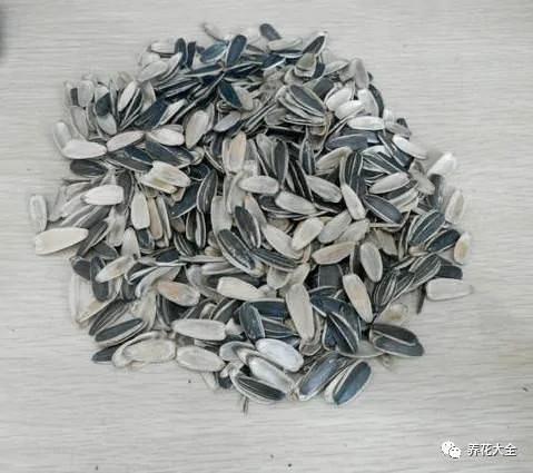 必学 养花十年没换过盆 年年花开满枝 只因为做了这个