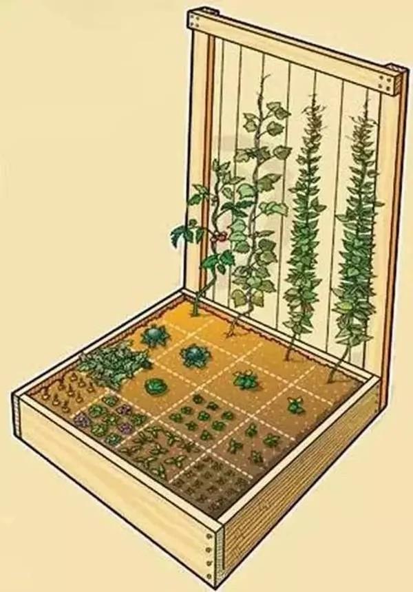 美国1米小菜园 让全家人轻松吃上放心蔬菜!