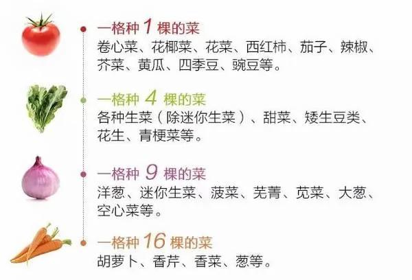 美国1米小菜园 让全家人轻松吃上放心蔬菜!
