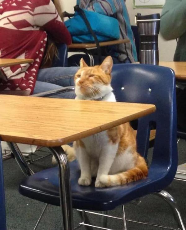 加州小橘猫每天都准时上课 学校给它发了张学生证!