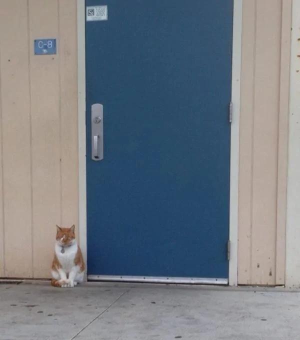加州小橘猫每天都准时上课 学校给它发了张学生证!