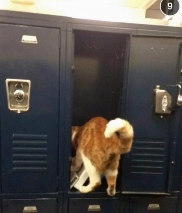 加州小橘猫每天都准时上课 学校给它发了张学生证!