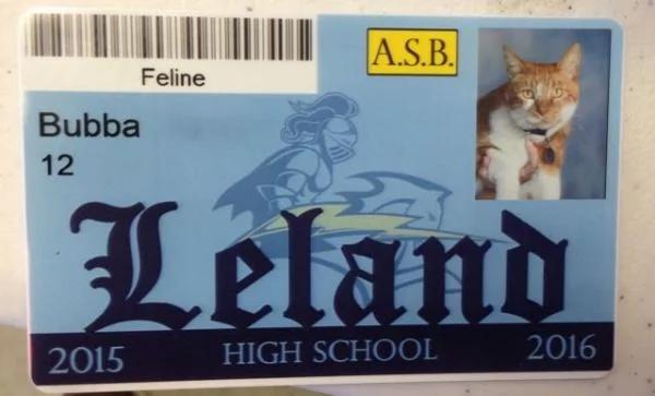 加州小橘猫每天都准时上课 学校给它发了张学生证!