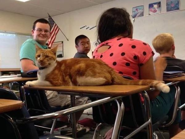 加州小橘猫每天都准时上课 学校给它发了张学生证!