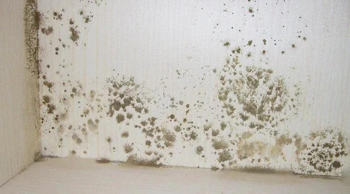 房子常发霉该怎么办?这几招学起来 让小霉点永远消失在你家