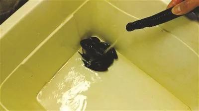 待宰牛蛙突然开口叫"妈" 江苏一饭店阿姨都吓傻了