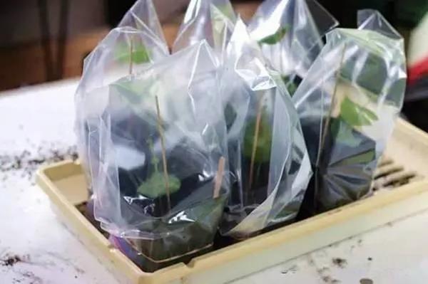 家中养一盆这个 让你少买很多药