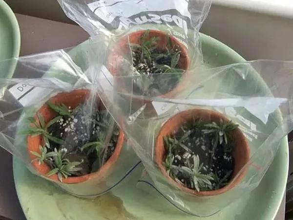 家中养一盆这个 让你少买很多药