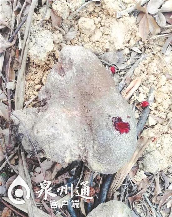 村民捡到“怪石” 一敲竟然“流血”!