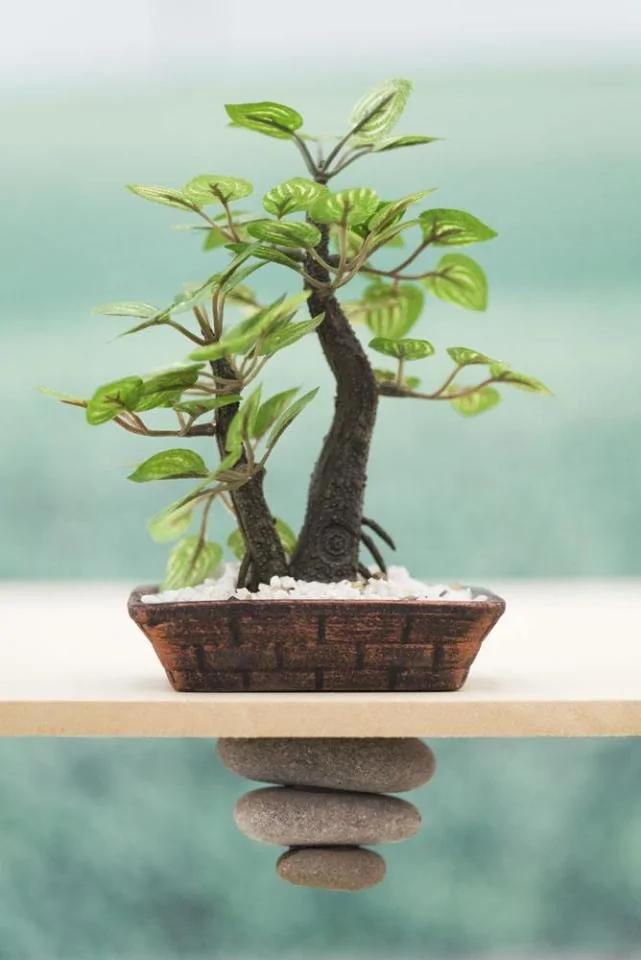 比淘米水还好用的新型浇花水 让花卉叶色浓绿 还不生病