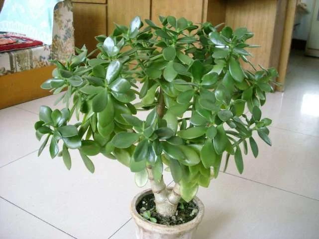 比淘米水还好用的新型浇花水 让花卉叶色浓绿 还不生病