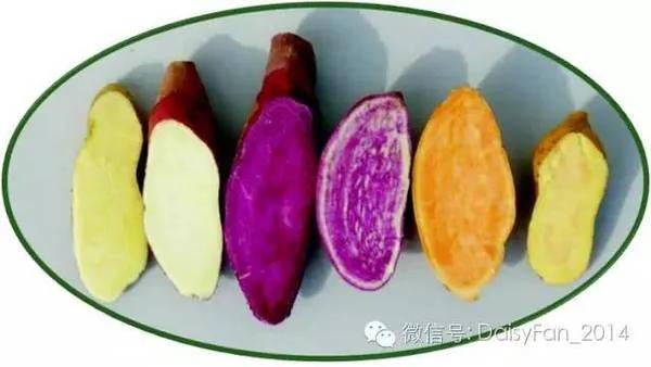 白薯、黄薯、紫薯 谁的营养更好? 答案你猜对了吗?