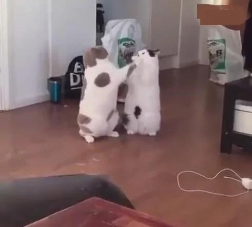 两只胖猫打架 一只竟然直接累倒