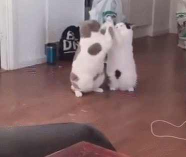 两只胖猫打架 一只竟然直接累倒