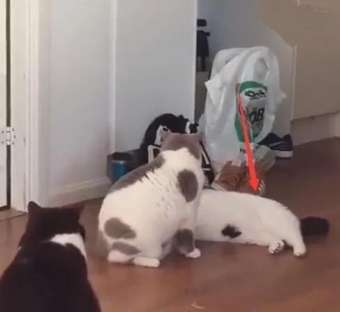 两只胖猫打架 一只竟然直接累倒