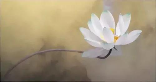 从此 心如莲花 不再恨人!