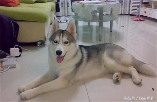 家中哈士奇意外怀孕 主人苦恼找不到生父 结果孩子出生后爸爸是谁一目了然!