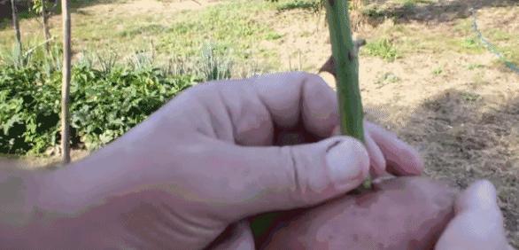 她把玫瑰插在土豆上 没想到最后竟然长成了这样…