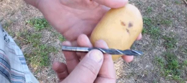 她把玫瑰插在土豆上 没想到最后竟然长成了这样…