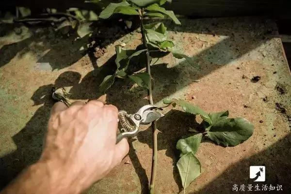 她把玫瑰插在土豆上 没想到最后竟然长成了这样…