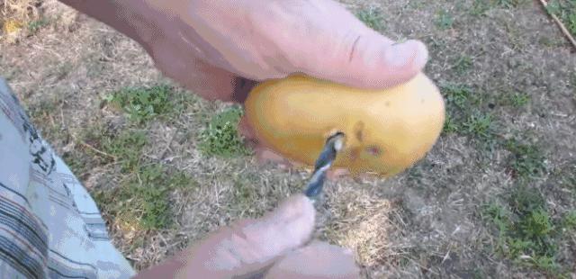 她把玫瑰插在土豆上 没想到最后竟然长成了这样…