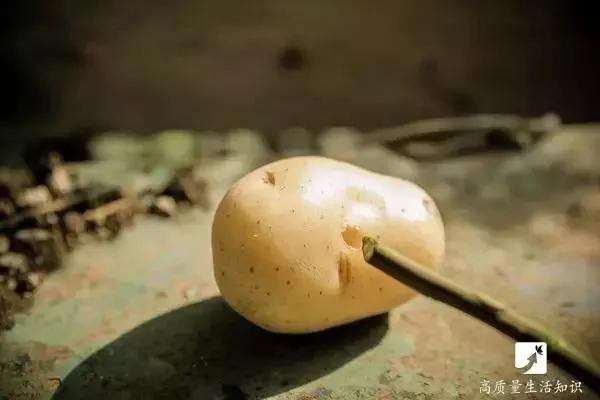她把玫瑰插在土豆上 没想到最后竟然长成了这样…