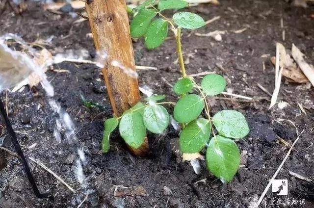 她把玫瑰插在土豆上 没想到最后竟然长成了这样…