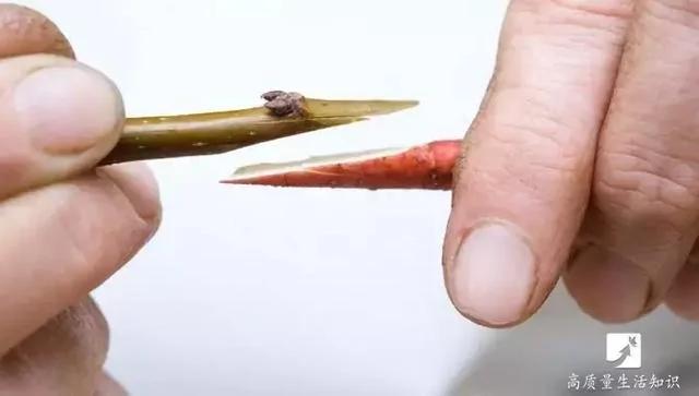 她把玫瑰插在土豆上 没想到最后竟然长成了这样…