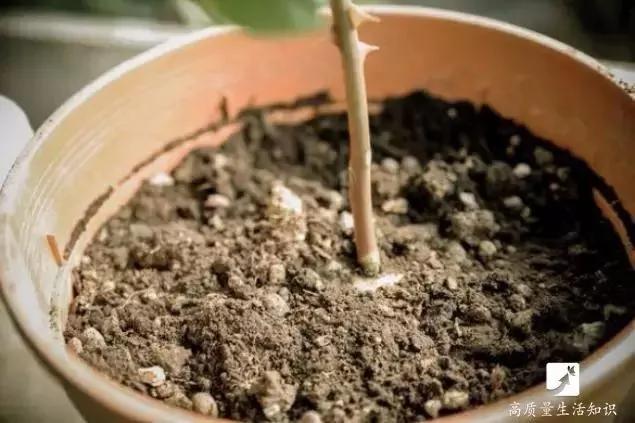 她把玫瑰插在土豆上 没想到最后竟然长成了这样…