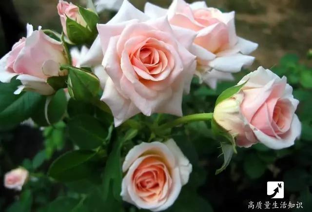 她把玫瑰插在土豆上 没想到最后竟然长成了这样…