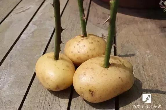 她把玫瑰插在土豆上 没想到最后竟然长成了这样…
