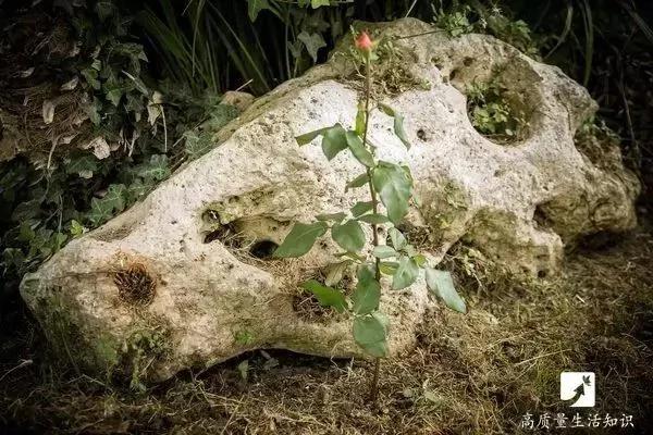 她把玫瑰插在土豆上 没想到最后竟然长成了这样…