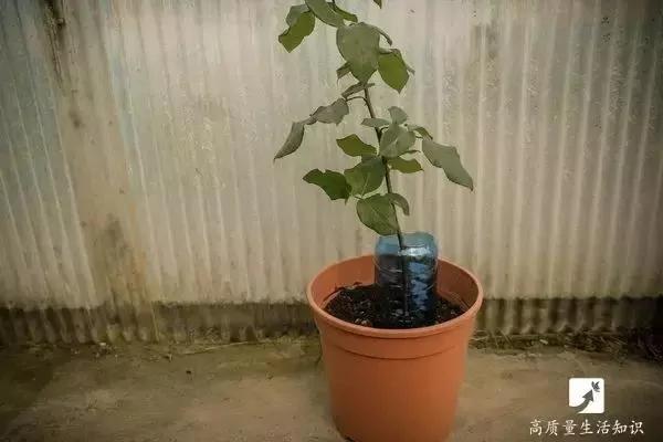 她把玫瑰插在土豆上 没想到最后竟然长成了这样…