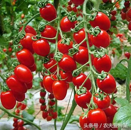阳台盆栽番茄结果多的窍门 就是这3点 种一盆吃一年