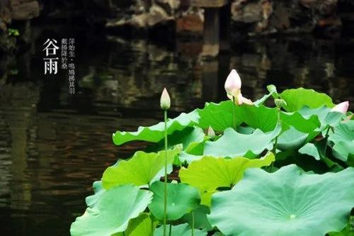 春季最后的节气:谷雨