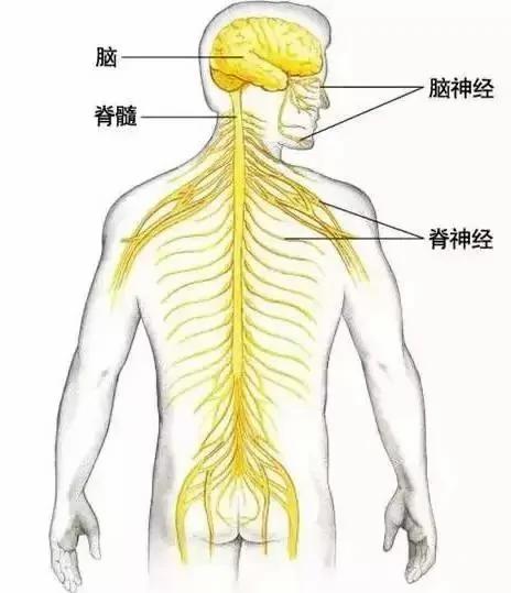 身上筋结散 体内百病去