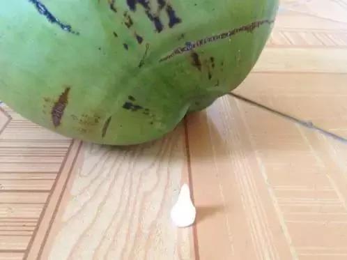 如何用小小口香糖 砸开硬硬的椰子