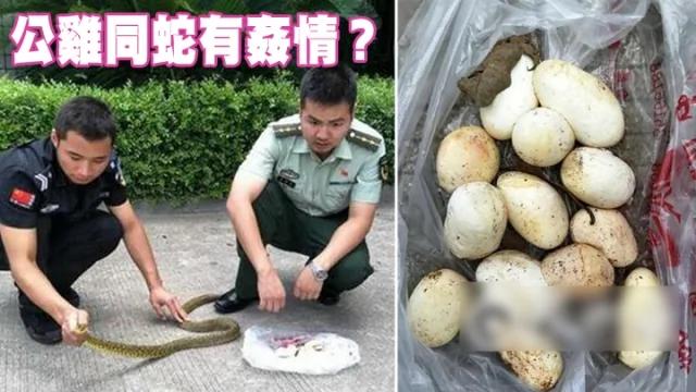 公鸡同蛇有奸情? 公鸡窝惊见13只蛋