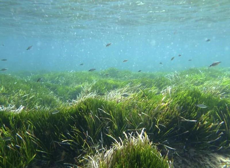 盘点世界最长寿生物 6000岁猴面包树需40人合抱