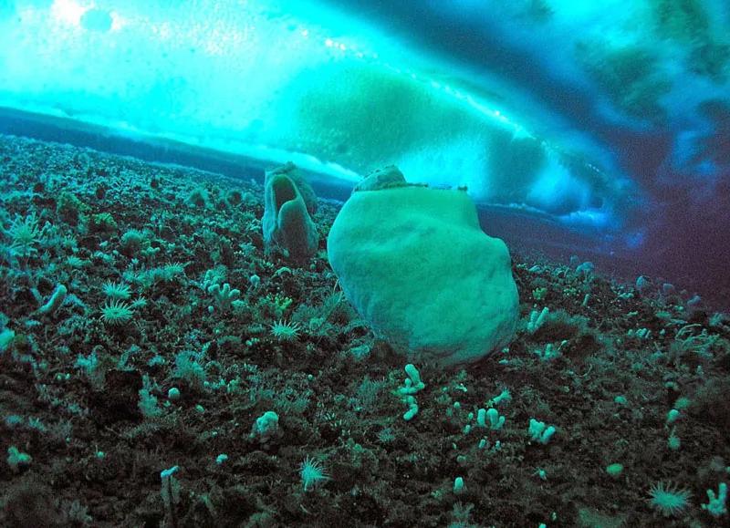 盘点世界最长寿生物 6000岁猴面包树需40人合抱