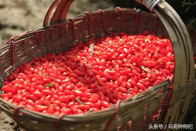 看看种枸杞的人一年是怎么吃枸杞的!这么吃 八十岁还可以憋住尿
