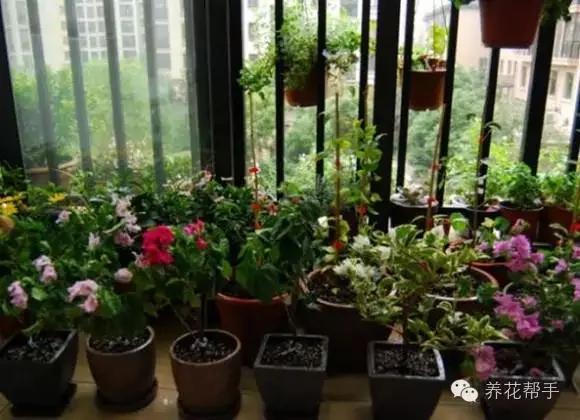 喜欢阳台养花的朋友 这些知识最好要知道