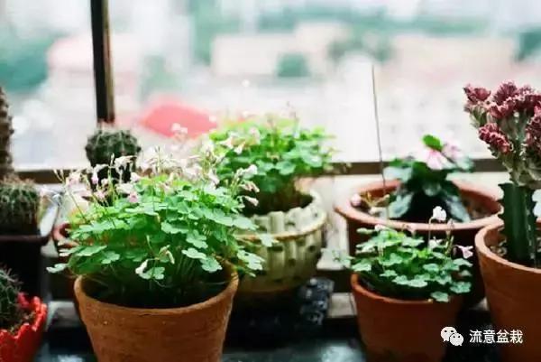 想让花卉长寿竟如此简单 看看园艺大叔在花盆里放了什么!