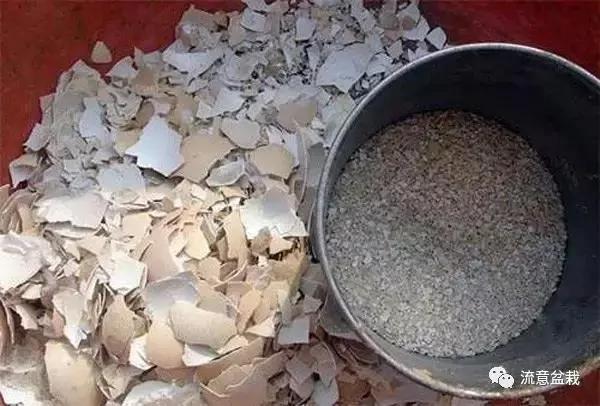 想让花卉长寿竟如此简单 看看园艺大叔在花盆里放了什么!