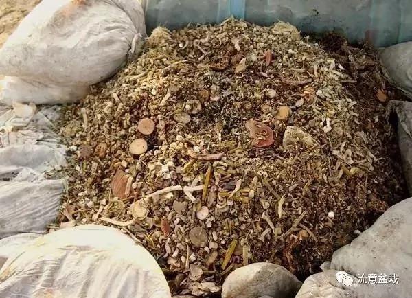 想让花卉长寿竟如此简单 看看园艺大叔在花盆里放了什么!