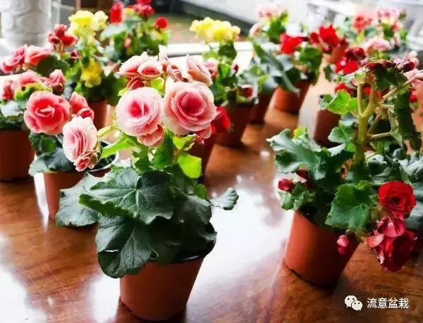 想让花卉长寿竟如此简单 看看园艺大叔在花盆里放了什么!