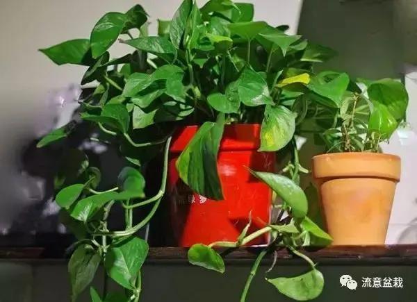 想让花卉长寿竟如此简单 看看园艺大叔在花盆里放了什么!