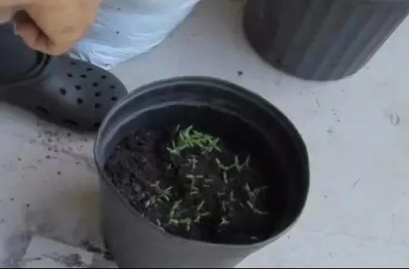 西红柿全身上下都是宝 如果你只停留在炒菜 那就太可惜了!